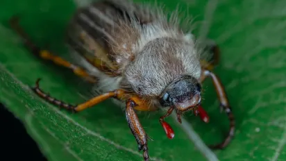 Травневий хрущ — зелений «шкідник» весни: чому варто пильнувати сад і город - фото