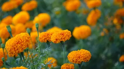 Навіщо садити чорнобривці між грядками — 6 головних переваг , про які варто знати кожному - фото