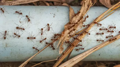 Як вигнати мурах із дому: геніальний метод, що справді працює - фото