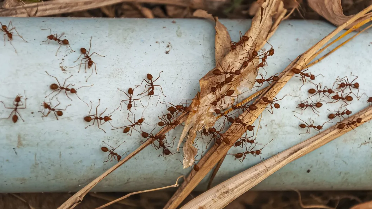 Як вигнати мурах із дому: геніальний метод, що справді працює 