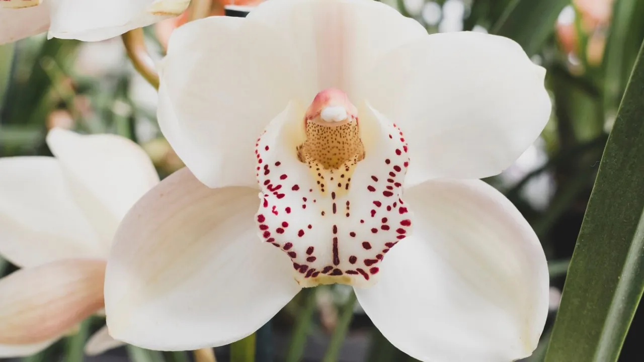 Орхідеї вдома: секрети догляду, які забезпечать цвітіння на роки 