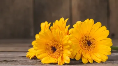 Зелені талісмани: 5 рослин, що приносять багатство та удачу - фото