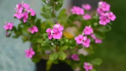 Барвінок біля дому: оберіг для сім’ї чи небезпека під вікном - фото