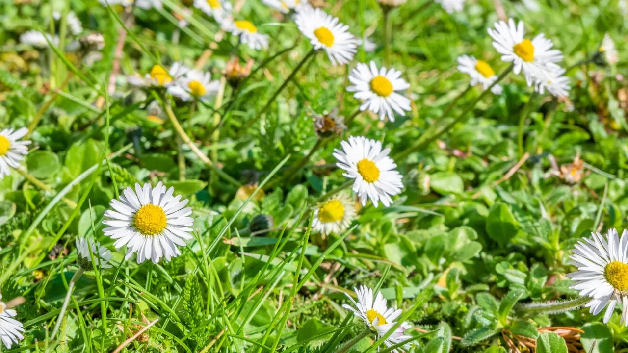 Що не можна їсти та робити 1 травня, щоб не накликати нещастя: народні прикмети та поради 