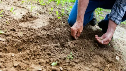 Після картоплі: які культури не можна садити, щоб не втратити врожай - фото