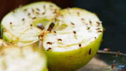 Як позбутися плодових мошок на кухні: ефективні методи без хімії - фото