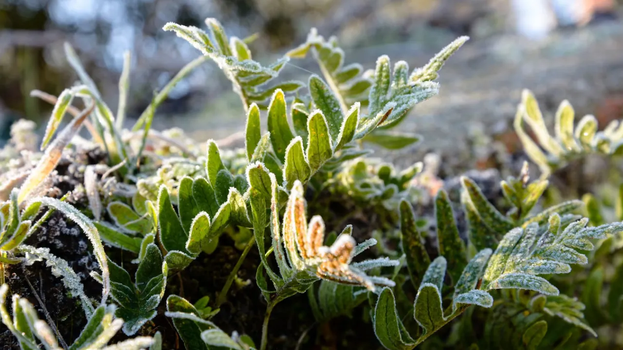 Дощі, грози, град та заморозки: синоптик назвав дату, коли погода в Україні зіпсується 
