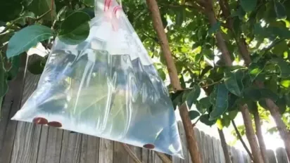 ​Чому садівники вішають пакети з водою на дерева: простий метод захисту рослин​ - фото