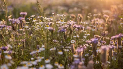 Спека до +33°, заморозки й грози: якою буде погода у травні  - фото