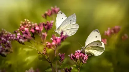Що посадити в саду, щоб привабити метеликів у сад — найкращі квіти для літа - фото