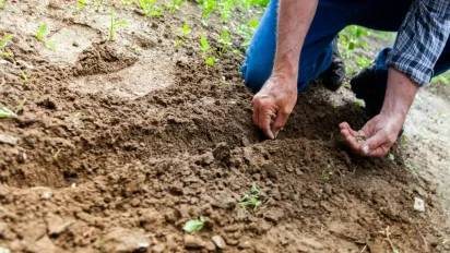 Що садити в травні: 7 обов’язкових справ у городі й саду, щоб отримати рясний урожай - фото