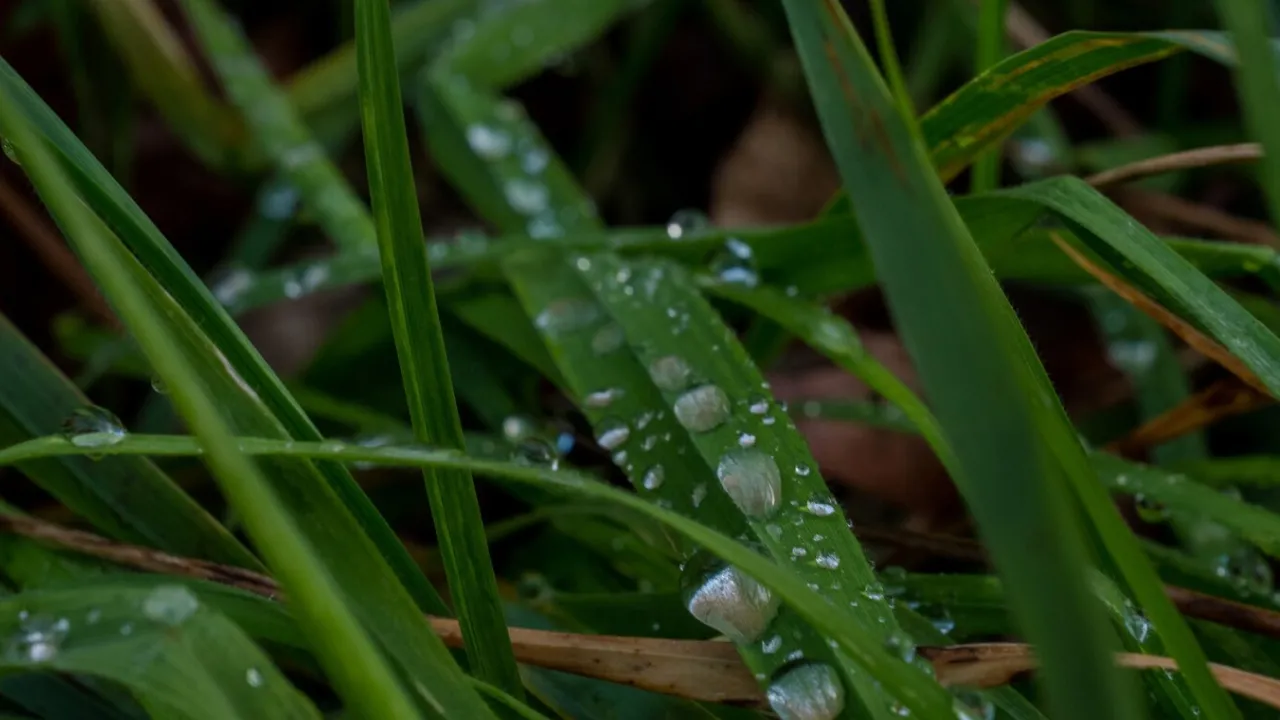 До України йдуть дощі: якою буде погода найближчими днями 