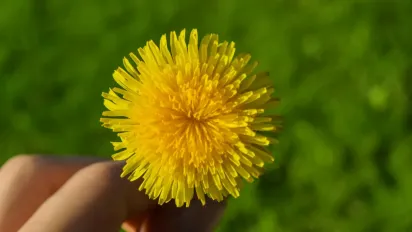 Кульбаби — це не бур’ян: неймовірні рецепти, які ви точно не пробували - фото