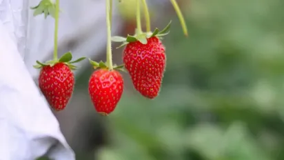 Відновлення родючості ґрунту після полуниці: найефективніші методи для гарного врожаю - фото