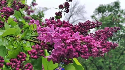 Україна зустріне тиждень з похолоданням: прогноз погоди на 5 травня від Наталки Діденко - фото