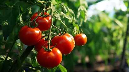 Як забути про фітофтору на помідорах: народні методи, які справді працюють - фото