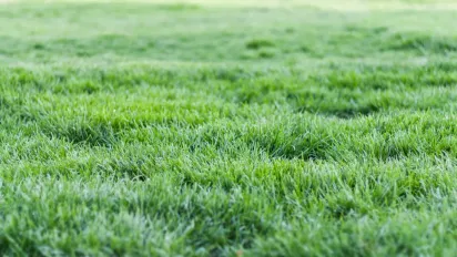 Не стрижи і не поливай — несподівана порада, яка рятує газон у спеку - фото