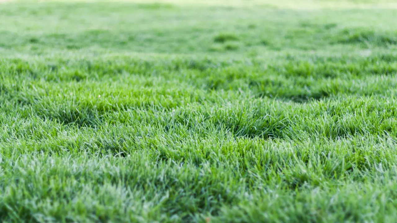 Не стрижи і не поливай — несподівана порада, яка рятує газон у спеку 