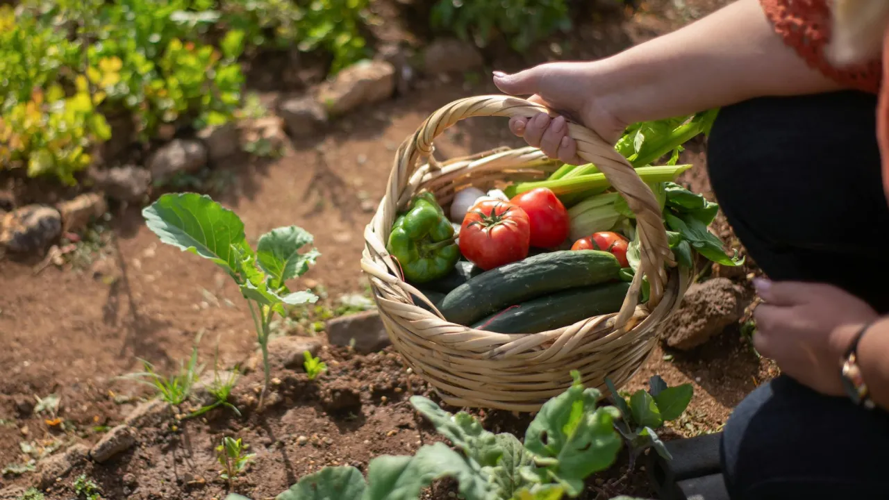 Чому огірки стають гіркими і як цього уникнути — перевірені методи 