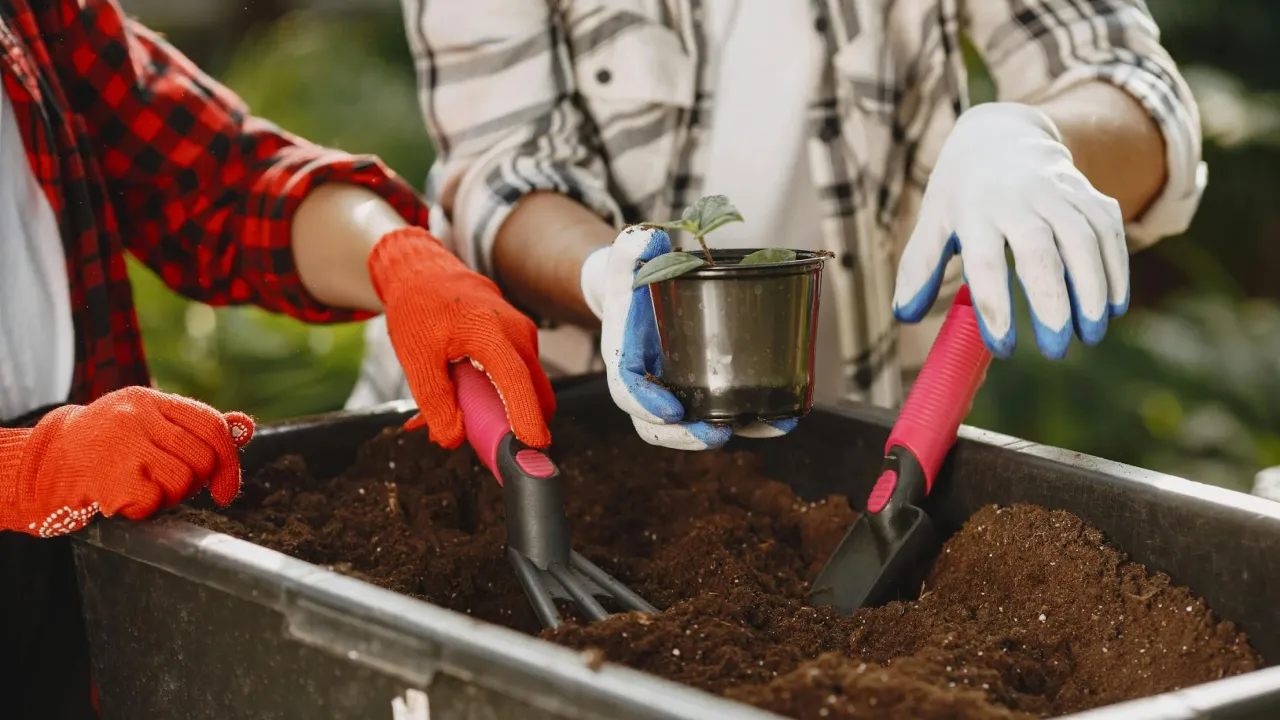 Садити чи почекати: помилки травневих посадок, які знищують урожай 