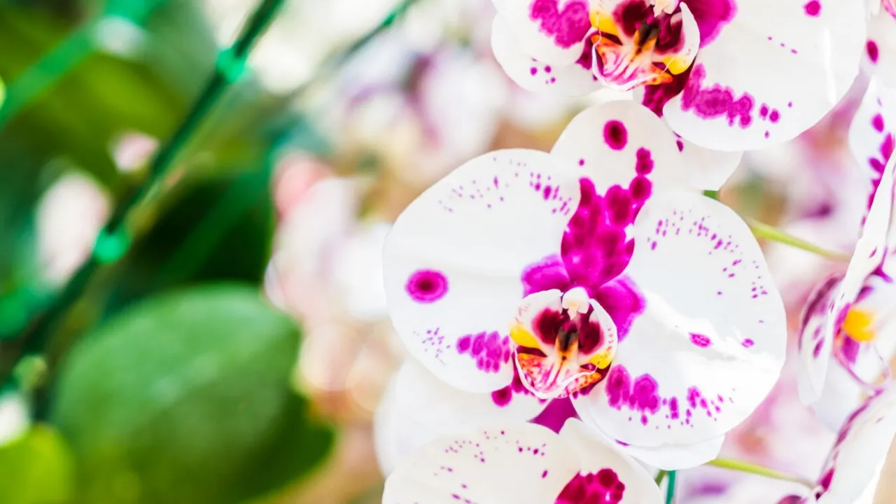 Як стимулювати рясне цвітіння орхідеї: простий домашній розчин, який працює безвідмовно 
