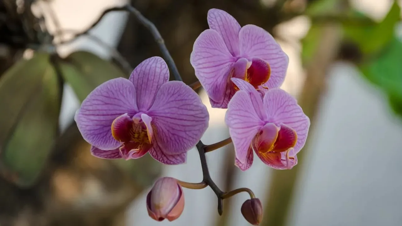 Правильний полив орхідеї змінив усе: коріння більше не гниє 