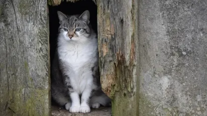 Зі Скандинавії насувається холодний антициклон Riccarda: Україну чекає погода з сюрпризами - фото