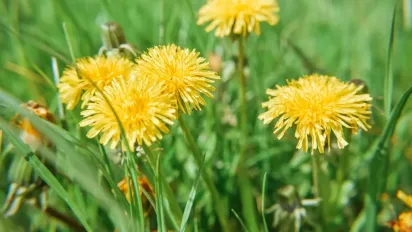 Як зробити вино з кульбаб удома — простий рецепт із цитрусовим ароматом - фото