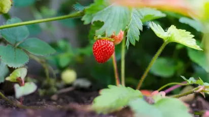 Як змусити полуницю плодоносити рясно без зайвого догляду - фото