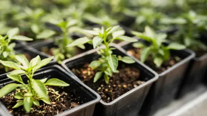 Які овочі можна підживлювати кавовою гущею: природне добриво для вашого городу - фото