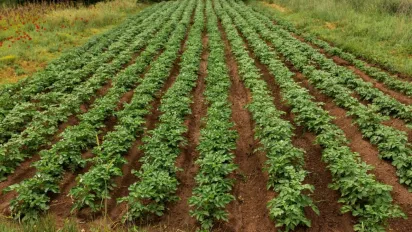 Ця рослина — природний оберіг для картоплі: що посадити поруч, щоб забути про колорадського жука - фото