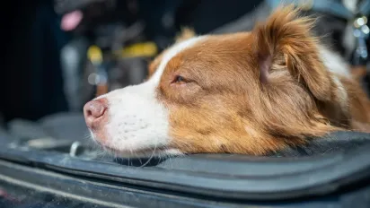 Очищення одягу від шерсті: бюджетні рішення, які знайдете у себе вдома - фото