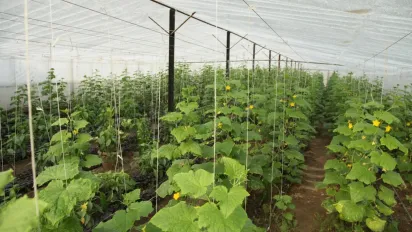 Чим підживити огірки після перших сходів, щоб укріпити пагони - фото