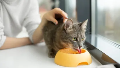 Скільки разів на день потрібно годувати кота: поради для здорового режиму харчування - фото