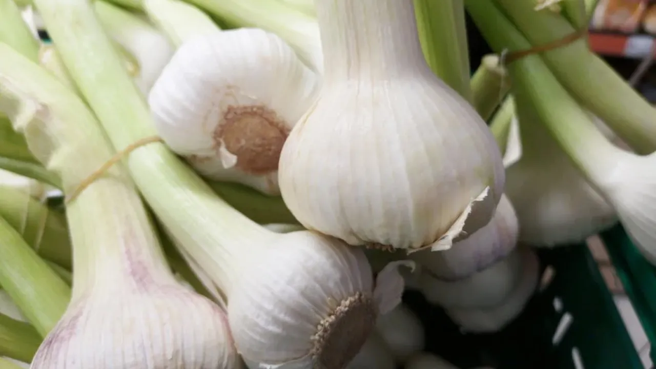 Як доглядати за часником у травні: 3 ефективні підживлення для щедрого врожаю 