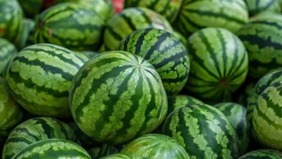 Коли і як правильно садити кавуни та дині у відкритий ґрунт: поради для дачників - фото