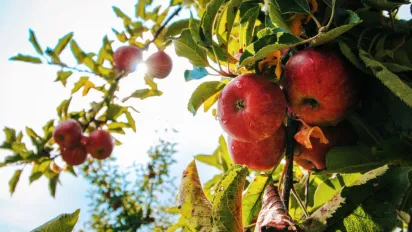 Чи дійсно прохолодне та дощове літо погіршує смак і аромат фруктів? - фото