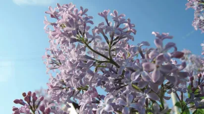 Зриваєш бузок — наражаєшся на біду: прикмети й заборони - фото