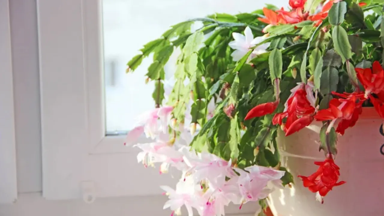 Пиво для квітів: диво-добриво чи шкода для рослин 