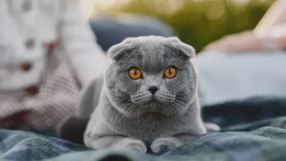 Яка порода кішки пасує саме тобі за знаком Зодіаку: знайди свою пухнасту половинку - фото