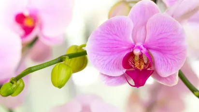 Як забезпечити рясне цвітіння орхідей у домашніх умовах: прості поради - фото