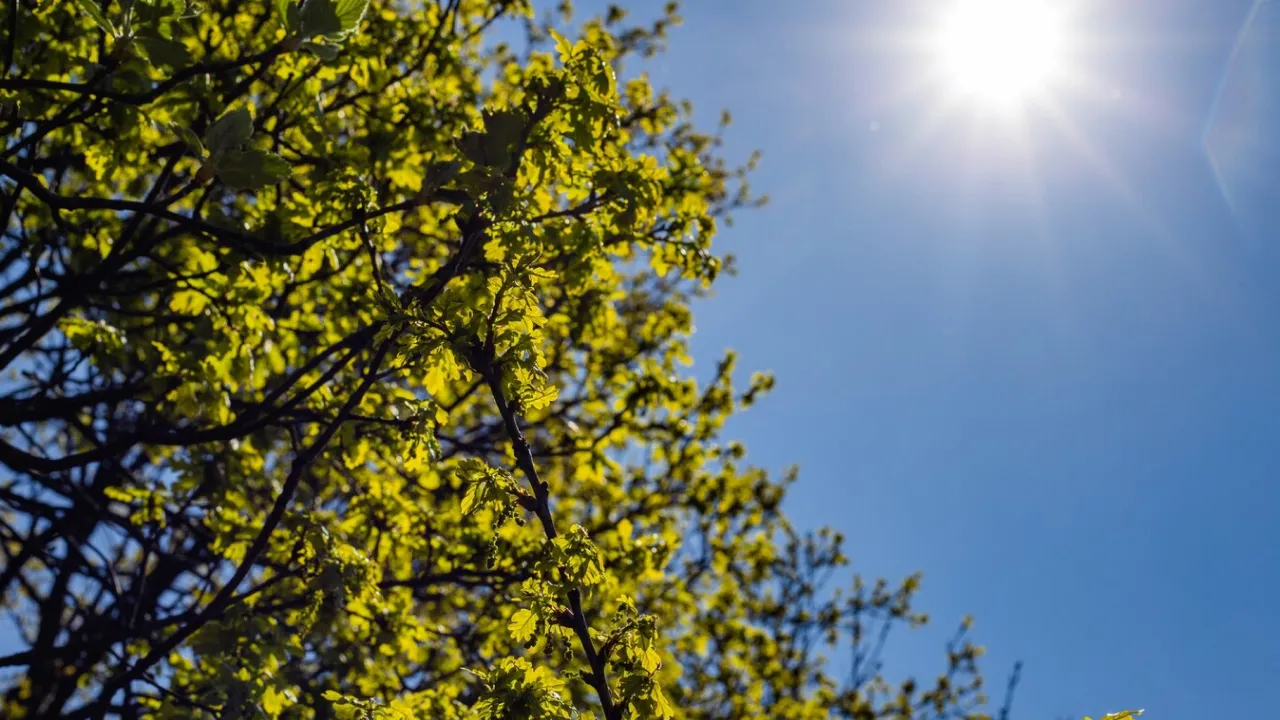 Погода в Україні з 12 по 18 травня: дощі, прохолода та навіть заморозки 