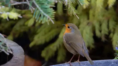 Що треба принести у дім 12 травня, щоб привернути удачу: народні прикмети - фото