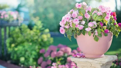 Чим підживити квіти без хімії: кефір — натуральне добриво з холодильника - фото