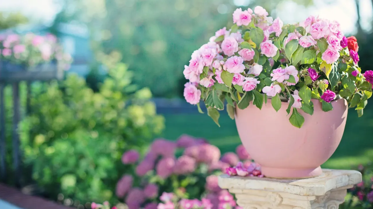 Чим підживити квіти без хімії: кефір — натуральне добриво з холодильника 