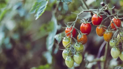 Секрети швидкого дозрівання помідорів на кущах - фото