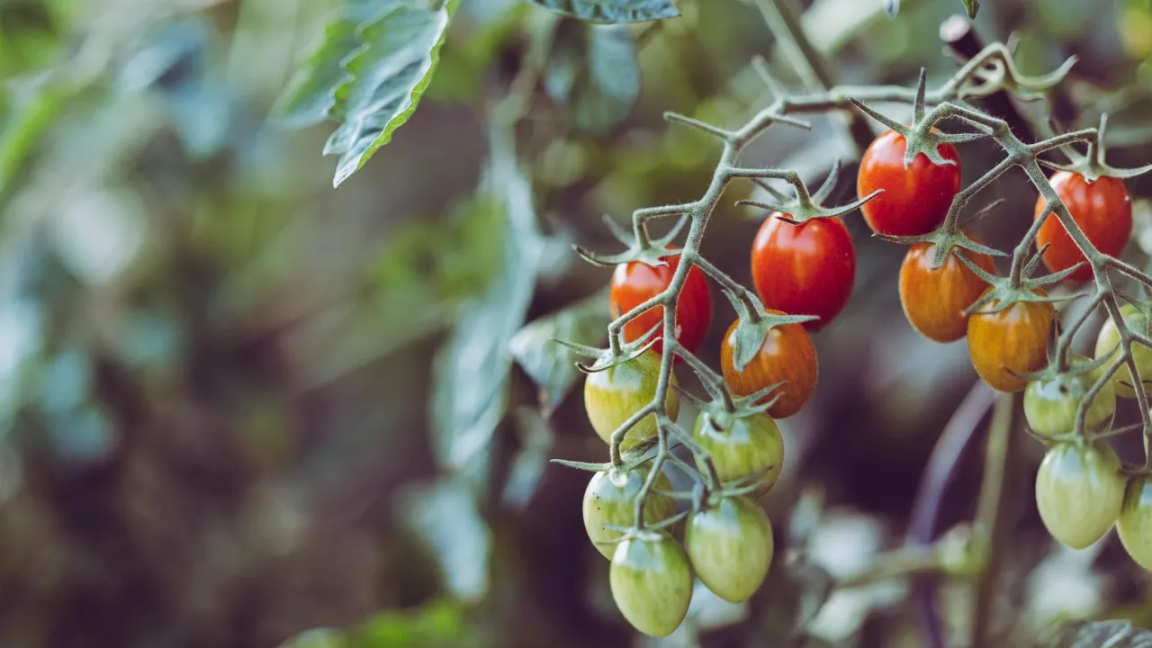 Секрети швидкого дозрівання помідорів на кущах 