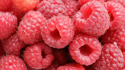 Підживлення малини у травні: як забезпечити рясний урожай - фото