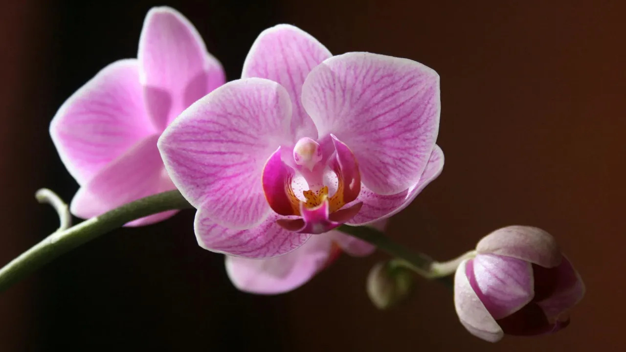 Як не вбити орхідею влітку: уникайте цих помилок 