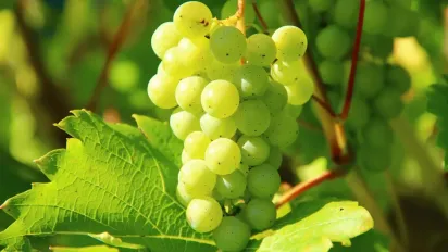 Чим підживити виноград у травні, щоб отримати великий урожай: корисні поради для дачників - фото